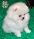 white Dochlaggie puppy
