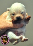 white Dochlaggie puppy