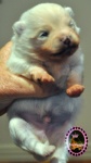 white Dochlaggie puppy