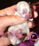 white Dochlaggie puppy