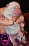 white Dochlaggie puppy