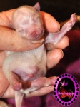 white Dochlaggie puppy