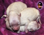 white Dochlaggie puppies