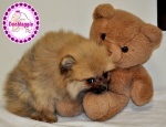 Orange Dochlaggie puppy