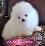 White Pomeranian pup