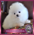 White Pomeranian pup