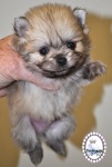 Cream Sable Dochlaggie Pomeranian puppy