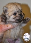 Cream Sable Dochlaggie Pomeranian puppy