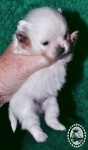 white dochlaggie pomeranian puppy