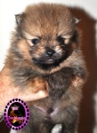 Orange dochlaggie pomeranian puppy