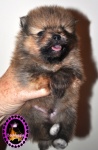 Orange dochlaggie pomeranian puppy