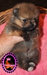 Orange dochlaggie pomeranian puppy