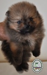 Orange dochlaggie pomeranian puppy