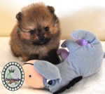 Orange dochlaggie pomeranian puppy
