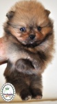 Orange dochlaggie pomeranian puppy