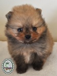 Orange dochlaggie pomeranian puppy