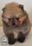 Orange dochlaggie pomeranian puppy