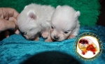 white dochlaggie pomeranian puppy