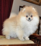 Orange Dochlaggie Pomeranian puppy