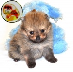 Orange Dochlaggie Pomeranian puppy