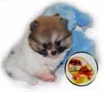 Orange and white parti Dochlaggie Pomeranian puppy