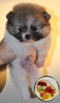 Orange and white parti Dochlaggie Pomeranian puppy