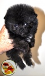 Black Dochlaggie Pomeranian puppy