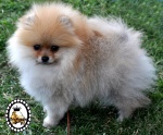 Orange Dochlaggie Pomeranian puppy