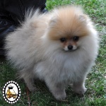 Orange Dochlaggie Pomeranian puppy