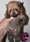Orange Dochlaggie Pomeranian puppy