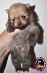 Orange Dochlaggie Pomeranian puppy