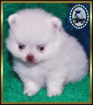 white Dochlaggie Pomeranian puppy