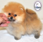 Dochlaggie Diamond Double
