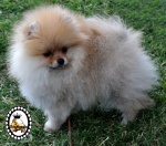 Dochlaggie Diamond Double