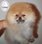 Dochlaggie Diamond Double
