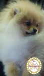 Dochlaggie Diamond Double