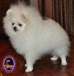 Dochlaggie Snow Scout