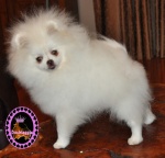 Dochlaggie Snow Scout