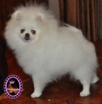 Dochlaggie Snow Scout