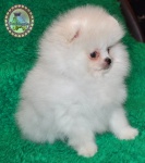 Dochlaggie Snow Scout