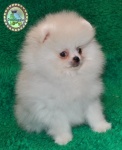 Dochlaggie Snow Scout
