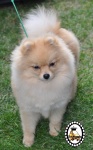 Dochlaggie Dusted in Gold