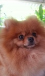 Australian and American Champion Dochlaggie Dirty Dancer
