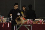 Australian & Singapore BIS Champion Dochlaggie Dark n Stormy 
