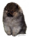 Australian & Singapore BIS Champion Dochlaggie Dark n Stormy 