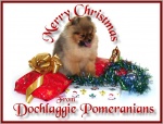 Australian & Singapore BIS Champion Dochlaggie Dark n Stormy 