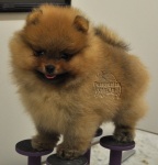 Australian Champion Dochlaggie Dont Stop Lookin