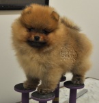 Australian Champion Dochlaggie Dont Stop Lookin