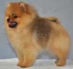 Australian Champion Dochlaggie Dont Stop Lookin