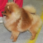 Australian Champion Dochlaggie Dont Stop Lookin
